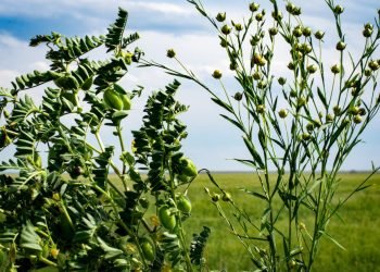 Computer science can help farmers explore alternative crops and sustainable farming methods
