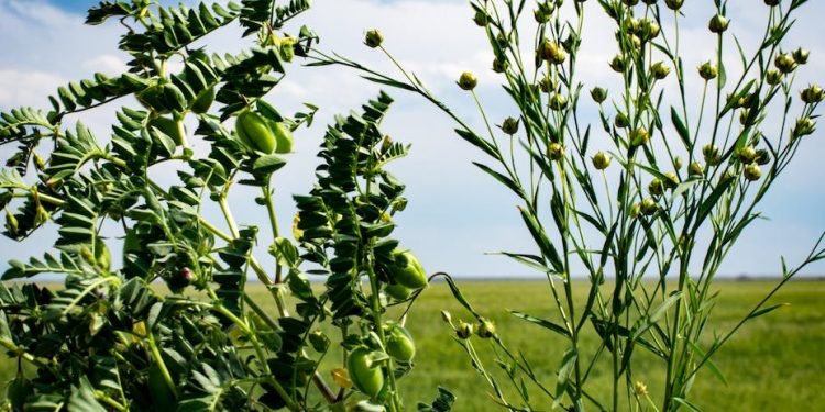 Computer science can help farmers explore alternative crops and sustainable farming methods