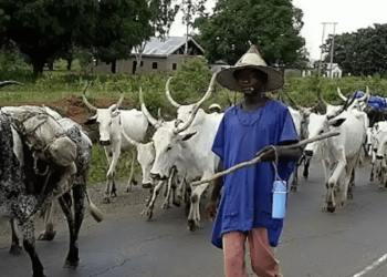 Nigeria: Enrollment Soars in Zamfara Nomadic Schools – Official